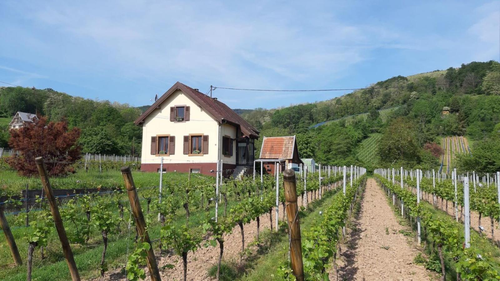 Dandelion Bed & Breakfast Рибовиль Экстерьер фото